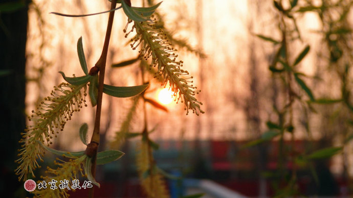 一轮红日奏响春的序曲，生发的嫩芽描绘清晨最美的景致。